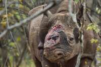 Noticias Criminología. CAza ilegal de rinocerontes. Marisol Collazos Soto